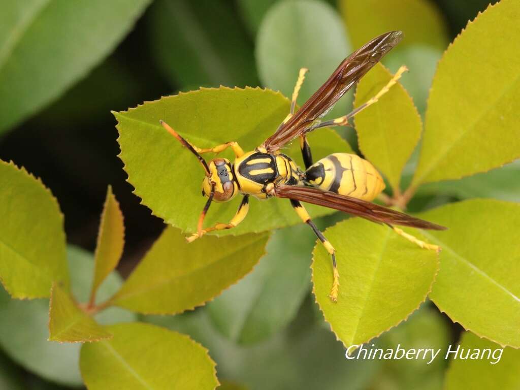 Image of Polistes rothneyi Cameron 1900