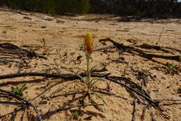 Imagem de <i>Waitzia <i>acuminata</i></i> var. acuminata