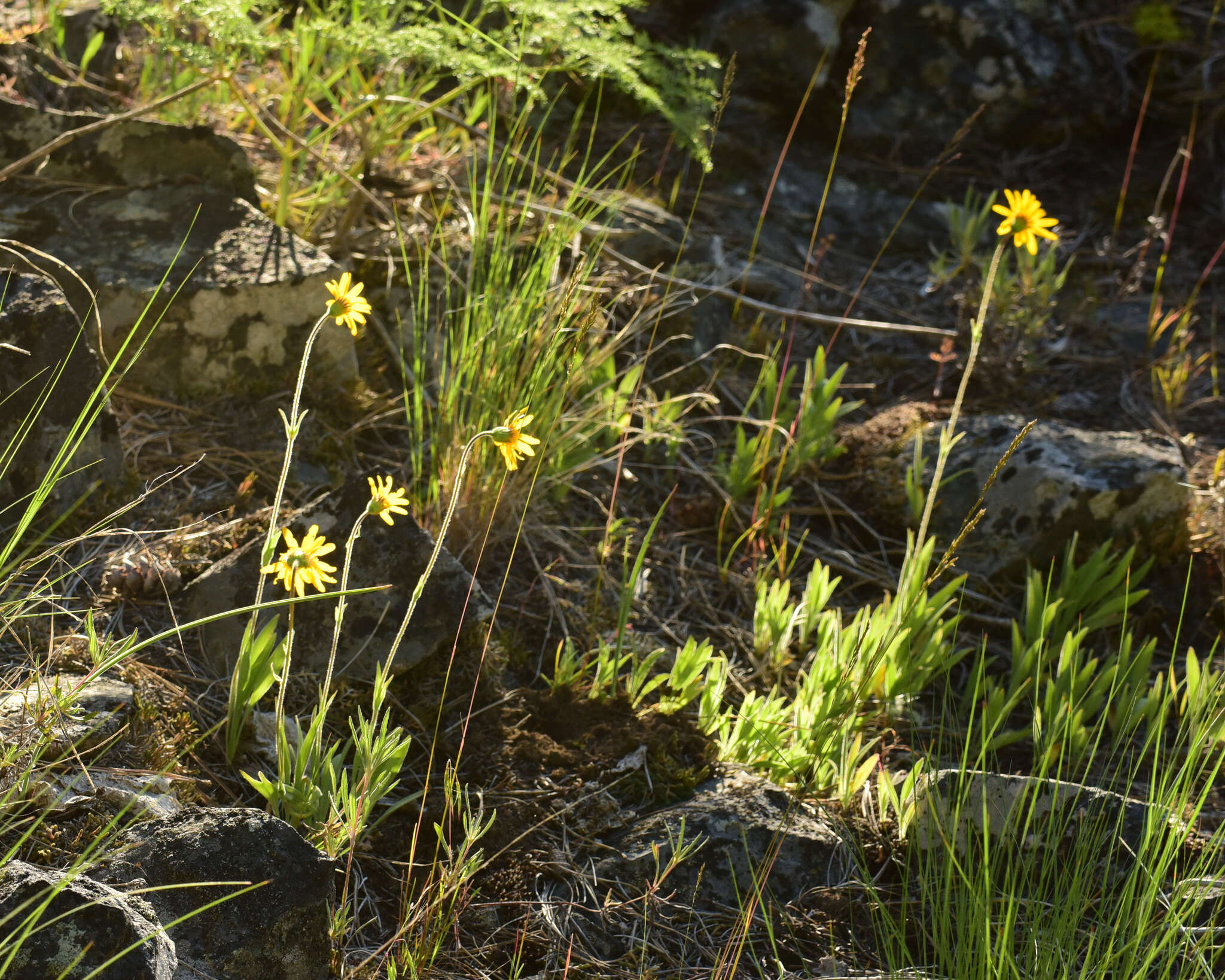 Imagem de Arnica fulgens Pursh