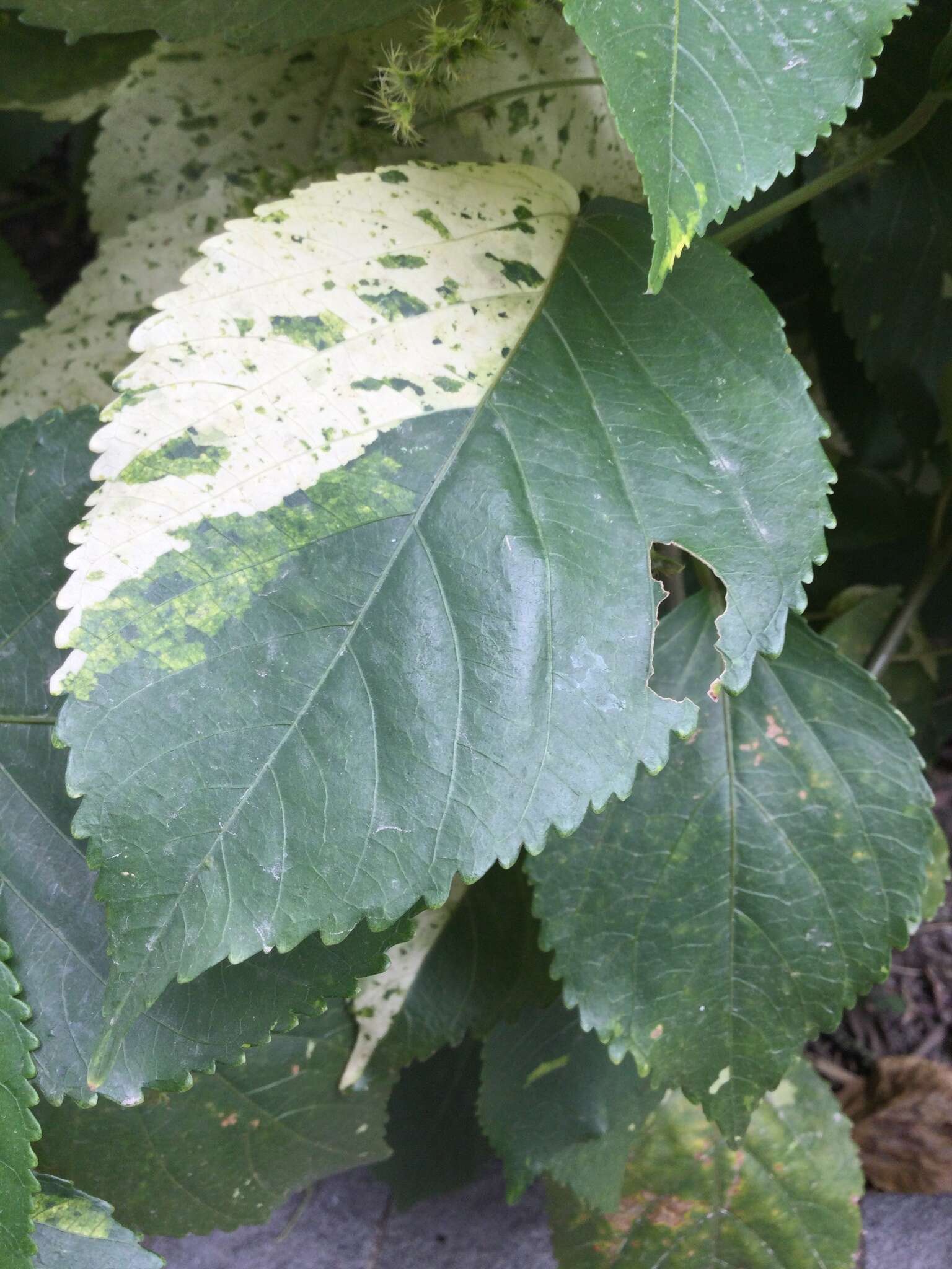 صورة Acalypha wilkesiana Müll. Arg.