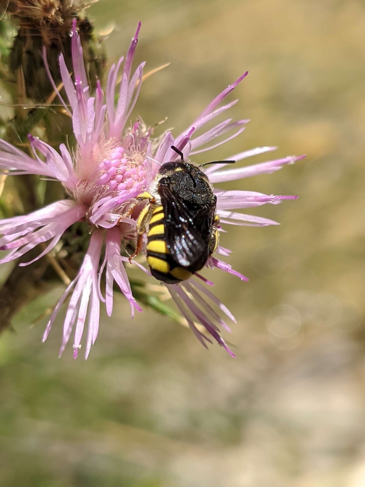 Image de Pseudoanthidium melanurum (Klug 1832)