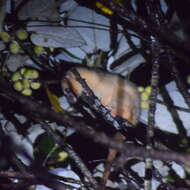 Image of Small-toothed Palm Civet