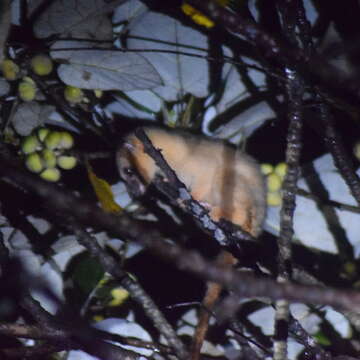 Image of small-toothed palm civet