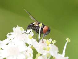 Image of Phasia barbifrons (Girschner 1887)