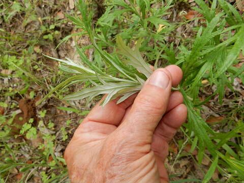 Image of white sagebrush