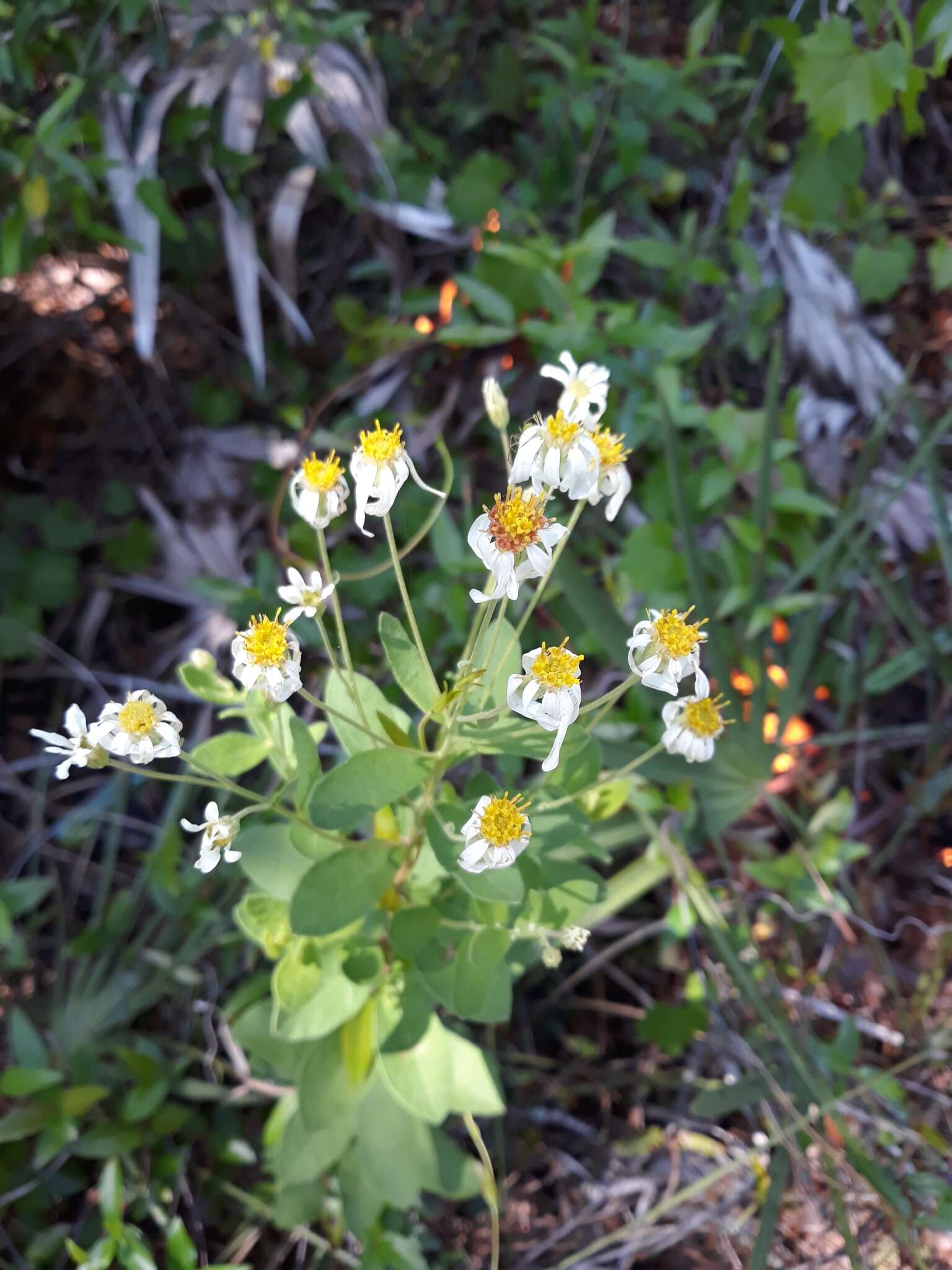 Image of Pine-Barren Nodding-Aster