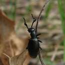 Image of Meloe (Meloe) dianella Pinto & Selander 1970