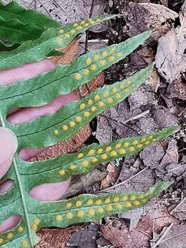 Polypodium plesiosorum Kunze的圖片