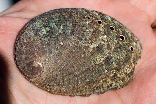 Image of pink abalone