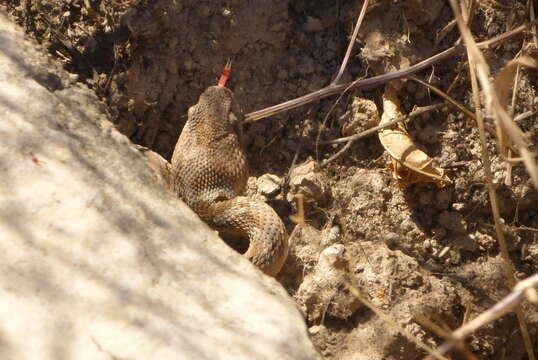 Image of Burton's Carpet Viper