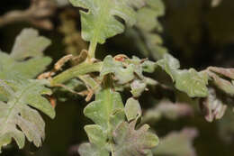 Image of Iberian white oak