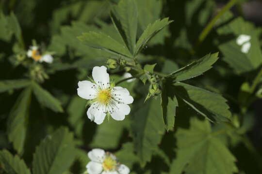 Image of Potentilla elatior Willd. ex Schltdl.