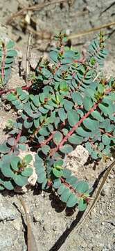 Image of Euphorbia jamesonii Boiss.