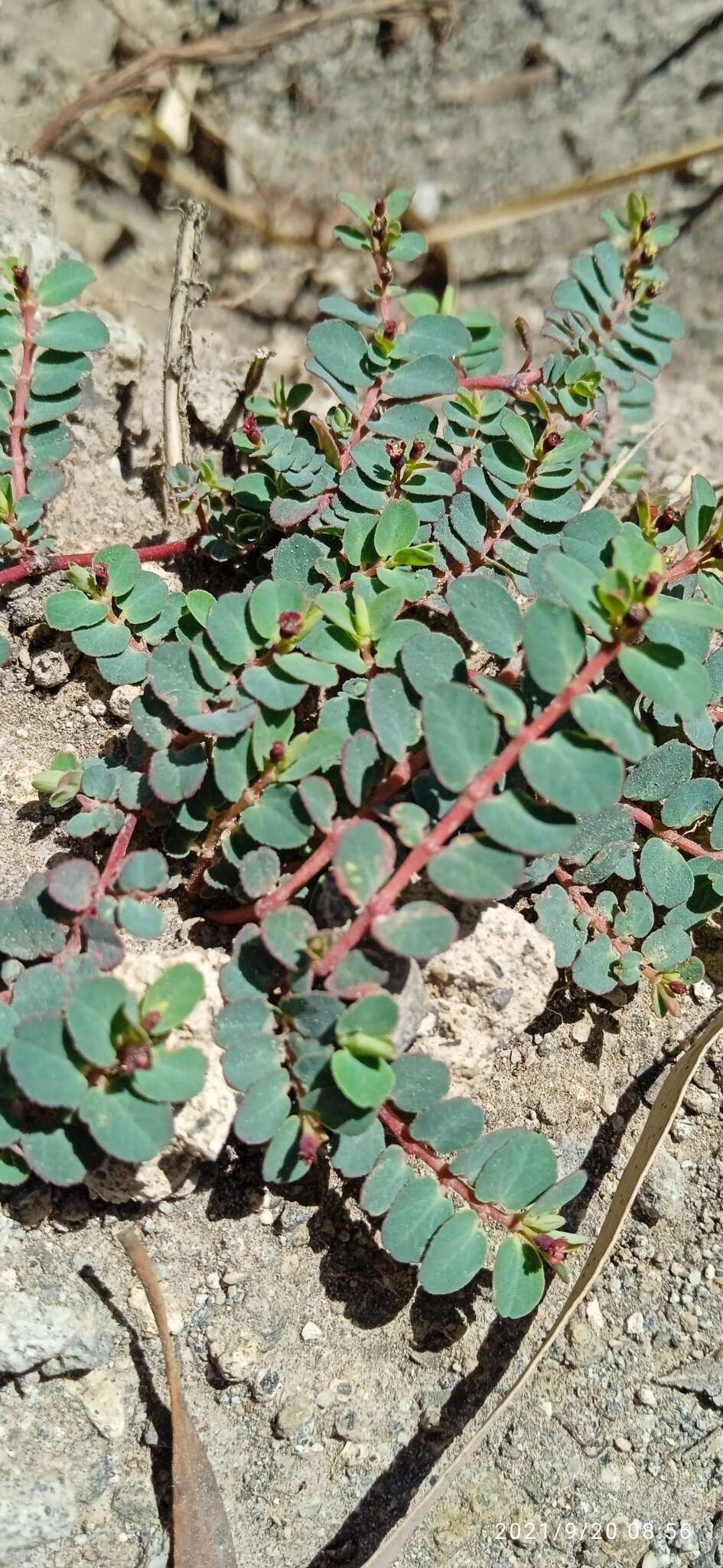 Imagem de Euphorbia jamesonii Boiss.