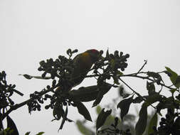 Image of Blue-moustached Barbet