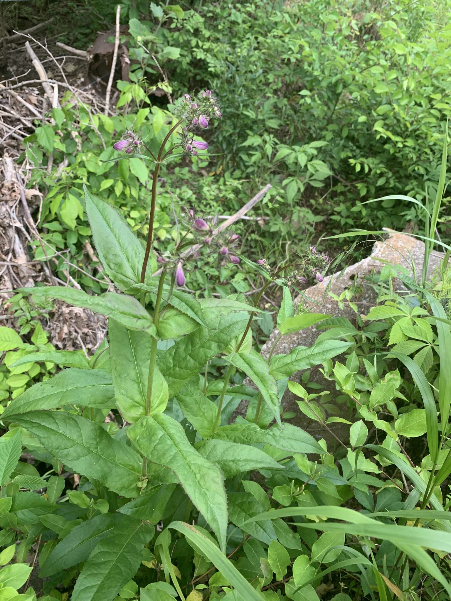 Image of longsepal beardtongue