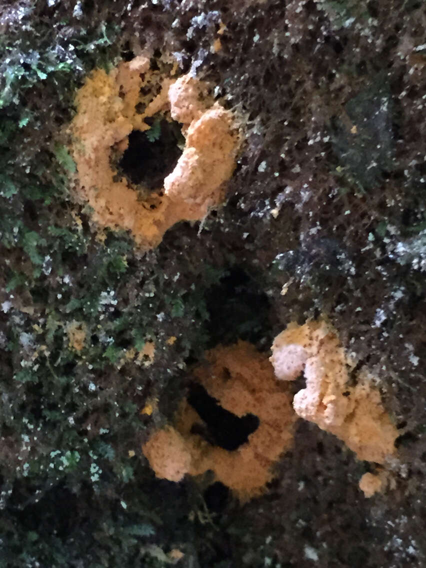 Image of Dog vomit slime mold