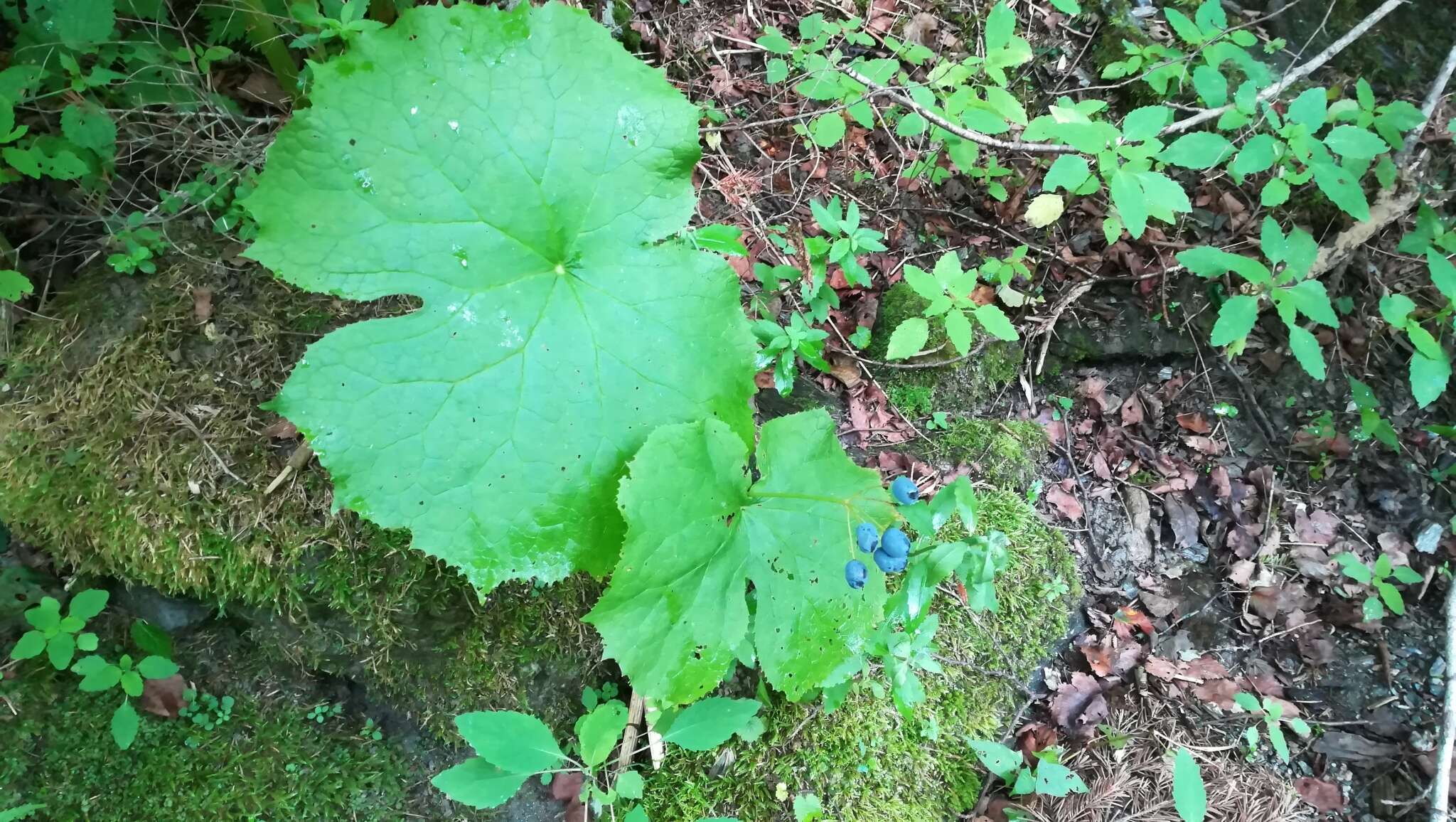 Image of Diphylleia grayi F. Schmidt