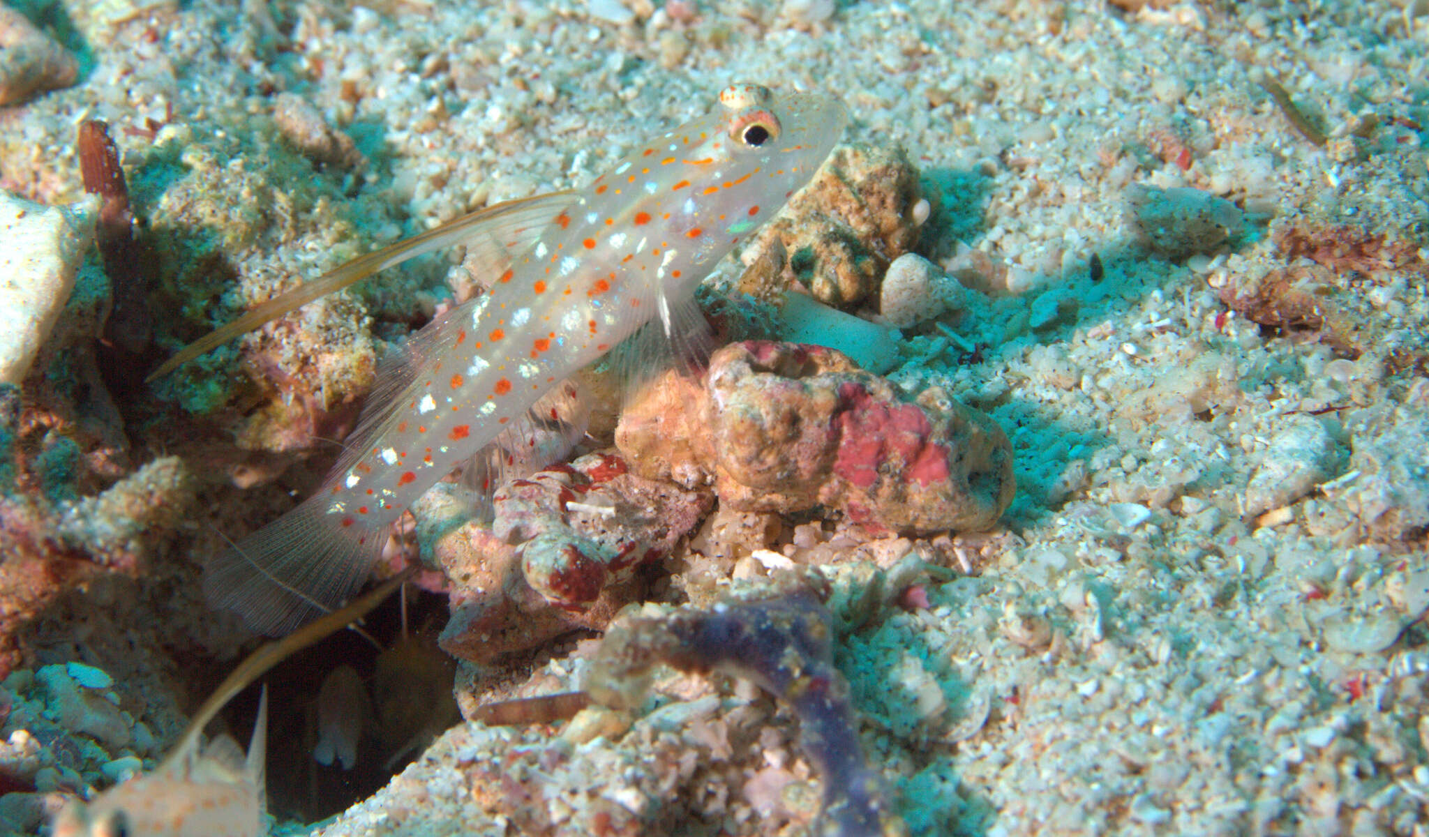 Image of Tangaroan shrimp-goby