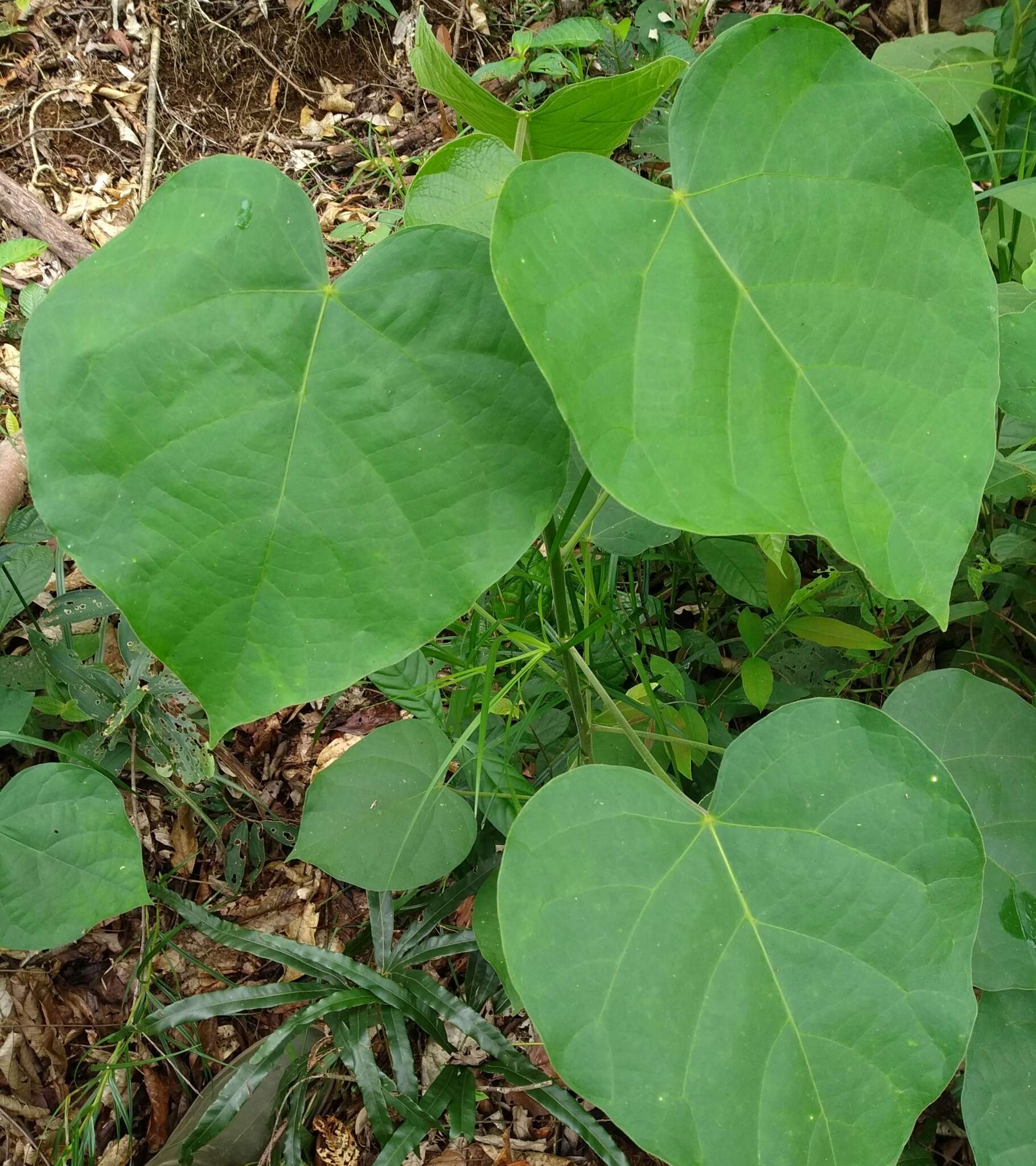 Plancia ëd Endospermum diadenum (Miq.) Airy Shaw