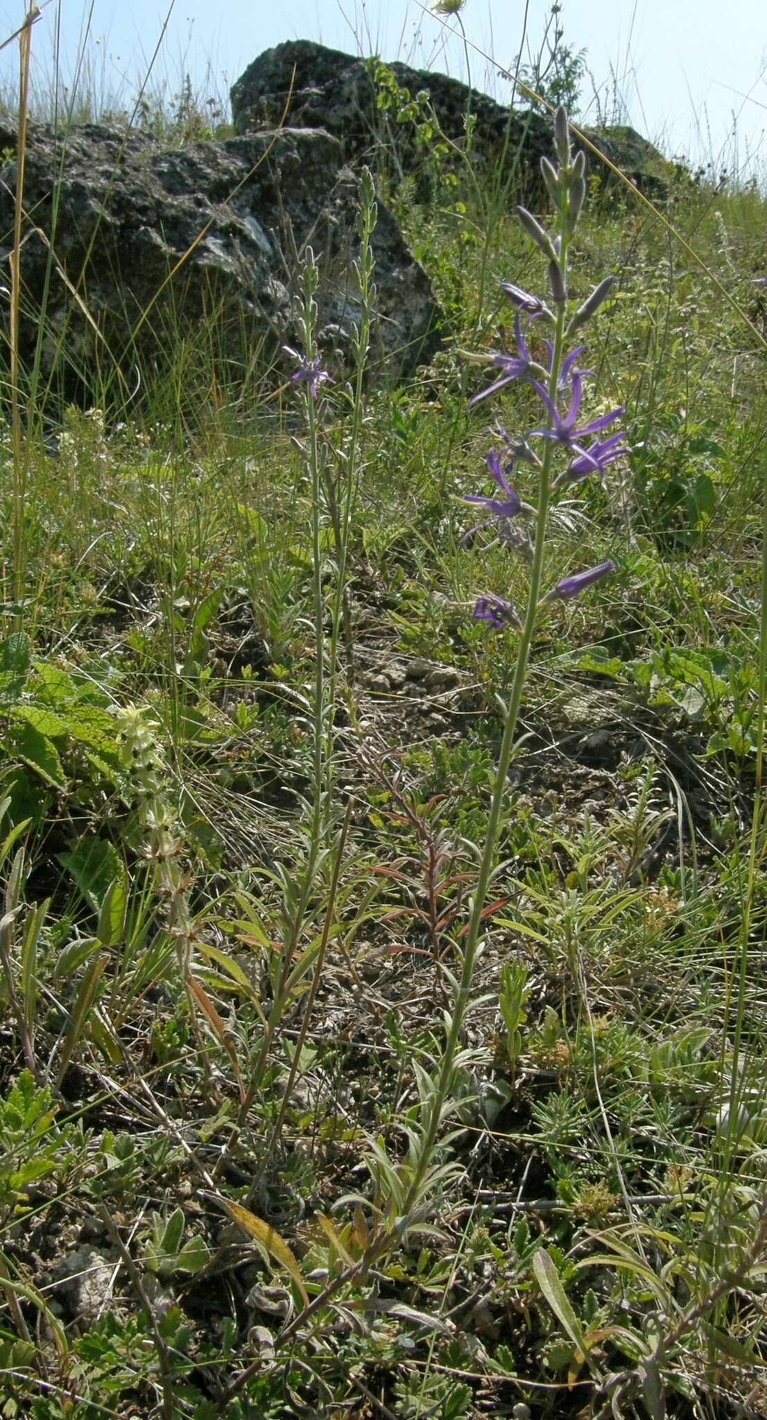 Image of Asyneuma canescens (Waldst. & Kit.) Griseb. & Schenk