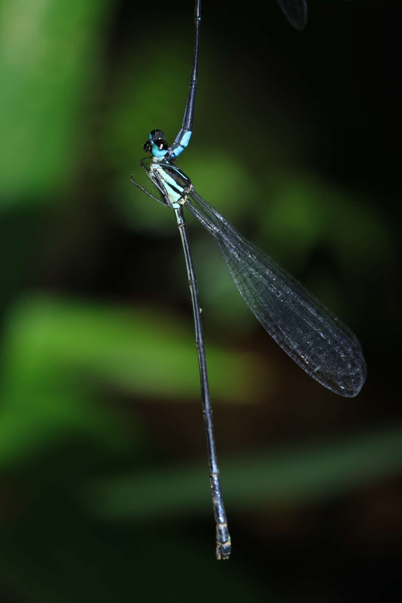 Image of Melanoneura bilineata Fraser 1922