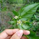 Image de Capsicum caatingae Barboza & Agra