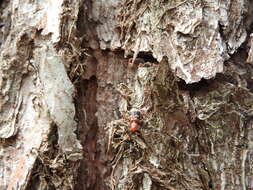 Image of Wavering Checkered Beetle