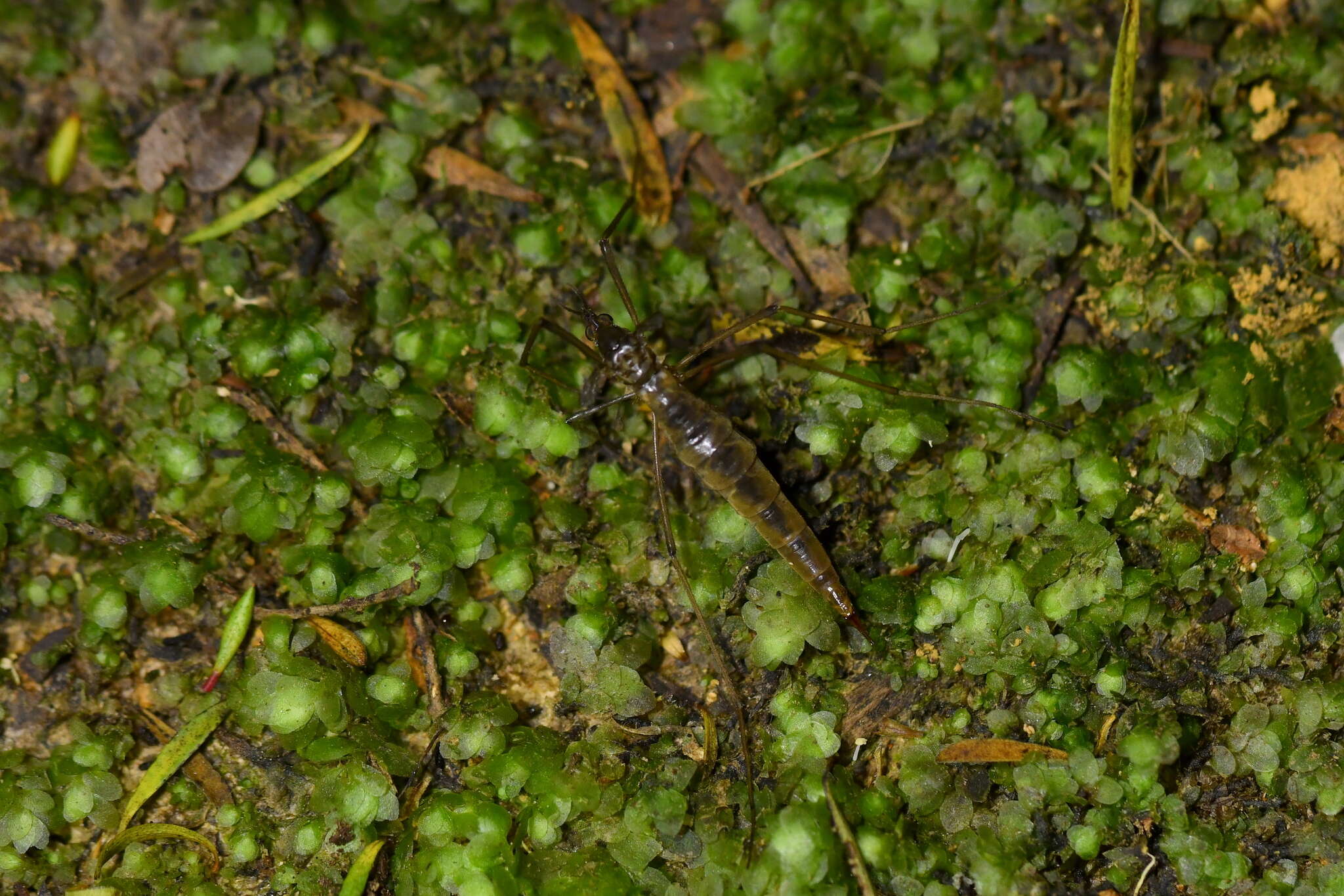 Image of Leptotarsus (Macromastix) zeylandiae (Alexander 1920)