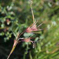 Image of Red grass