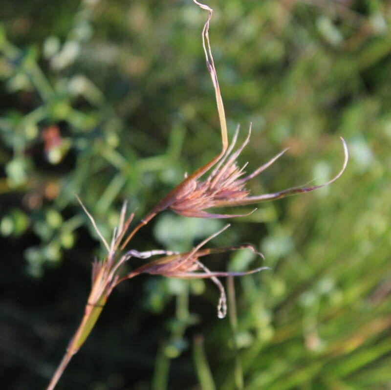 Image of Red grass