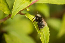 Image of Bombus senex Vollenhoven 1873