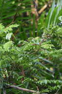 Image of Picramnia polyantha (Benth.) Planch.