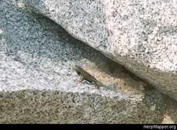 Image of Hunsaker's Spiny Lizard