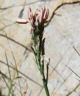 Image of Aloe minima Baker