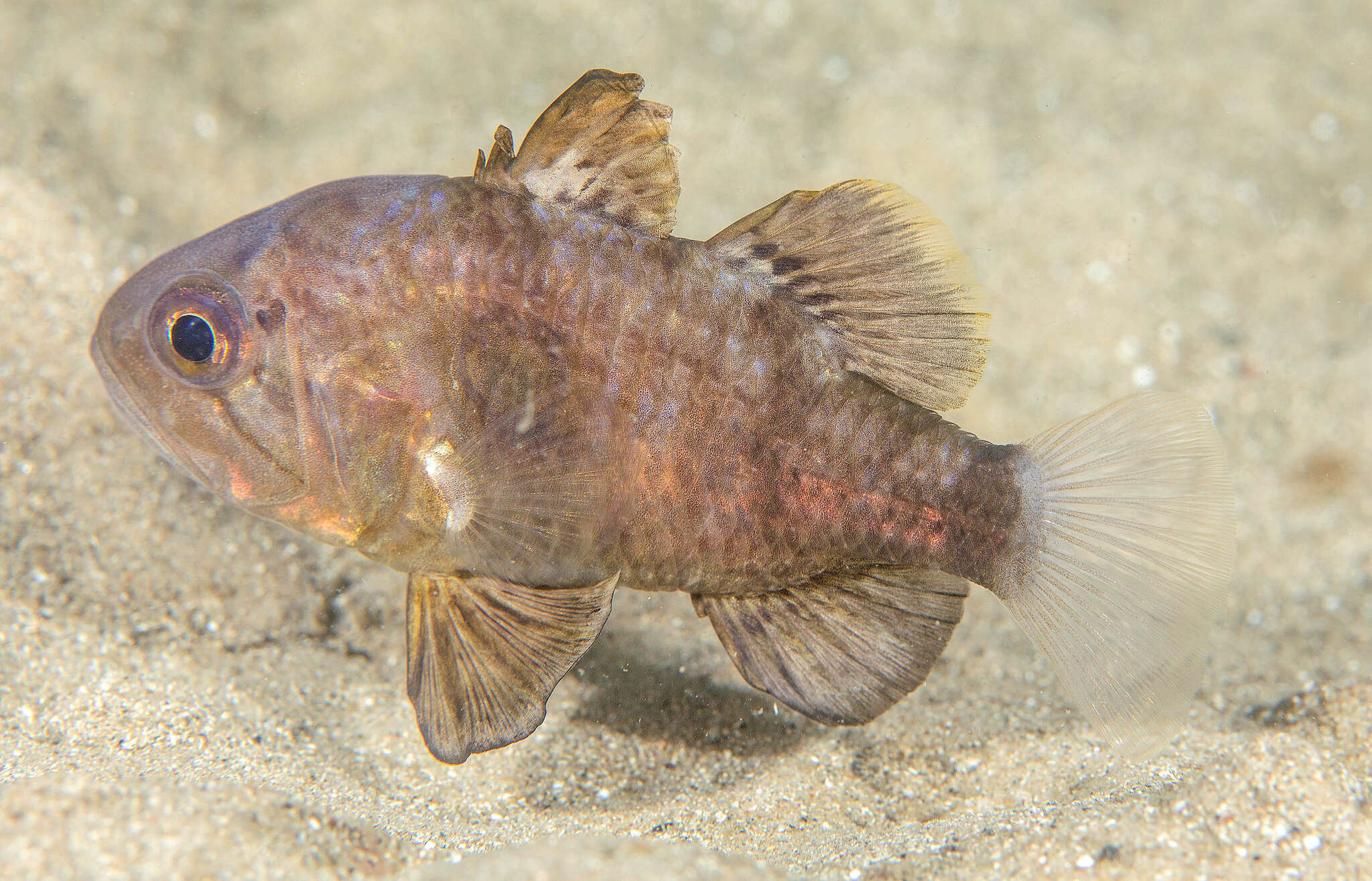 Plancia ëd Apogonichthyoides atripes (Ogilby 1916)