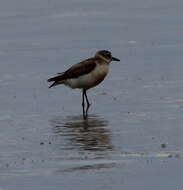 Charadrius obscurus aquilonius Dowding 1994 resmi