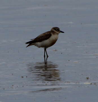 Charadrius obscurus aquilonius Dowding 1994 resmi