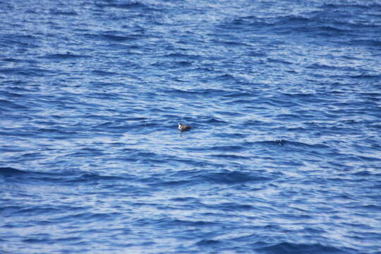 Image of Hawaiian Petrel