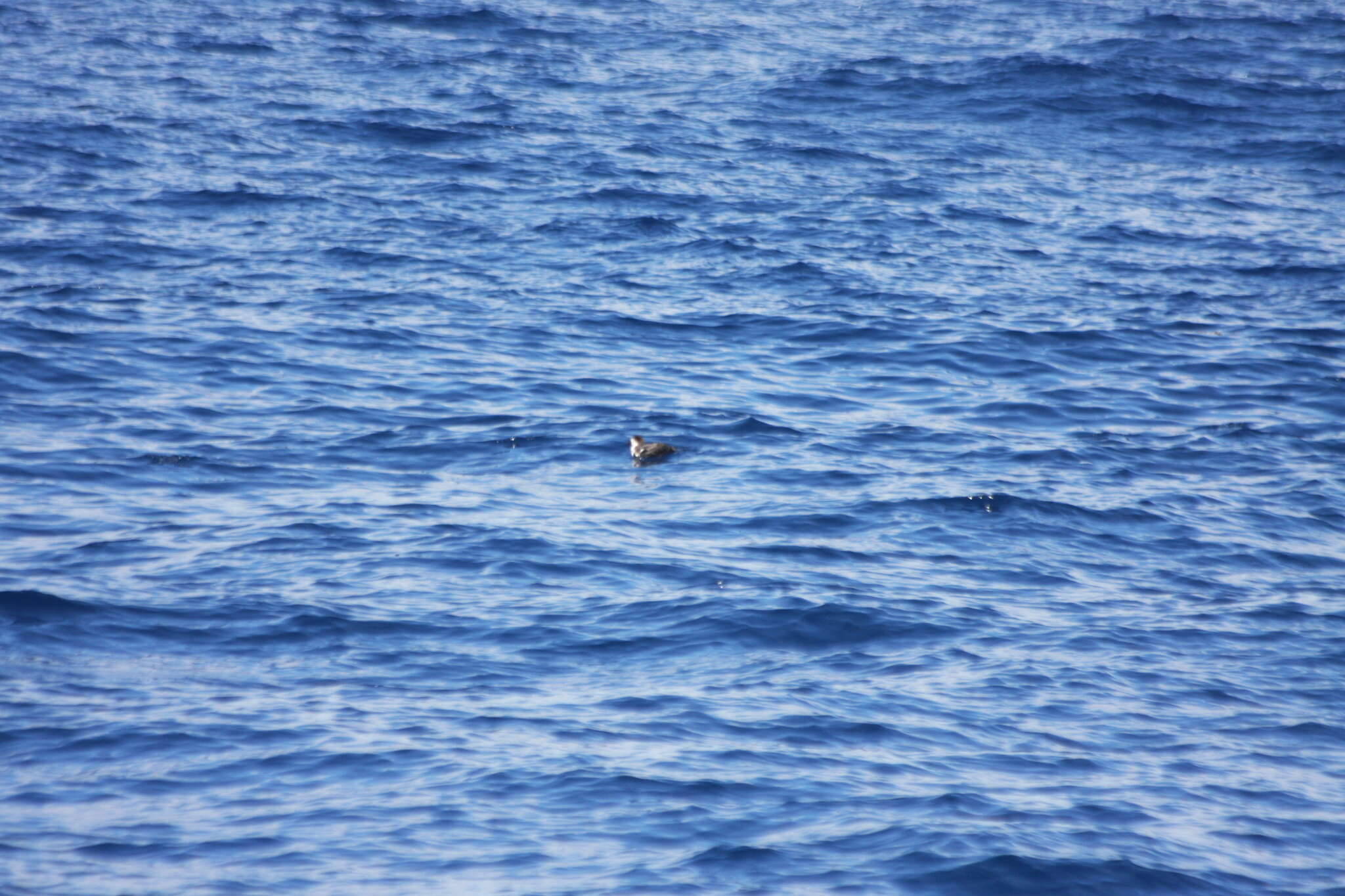 Image of Hawaiian Petrel