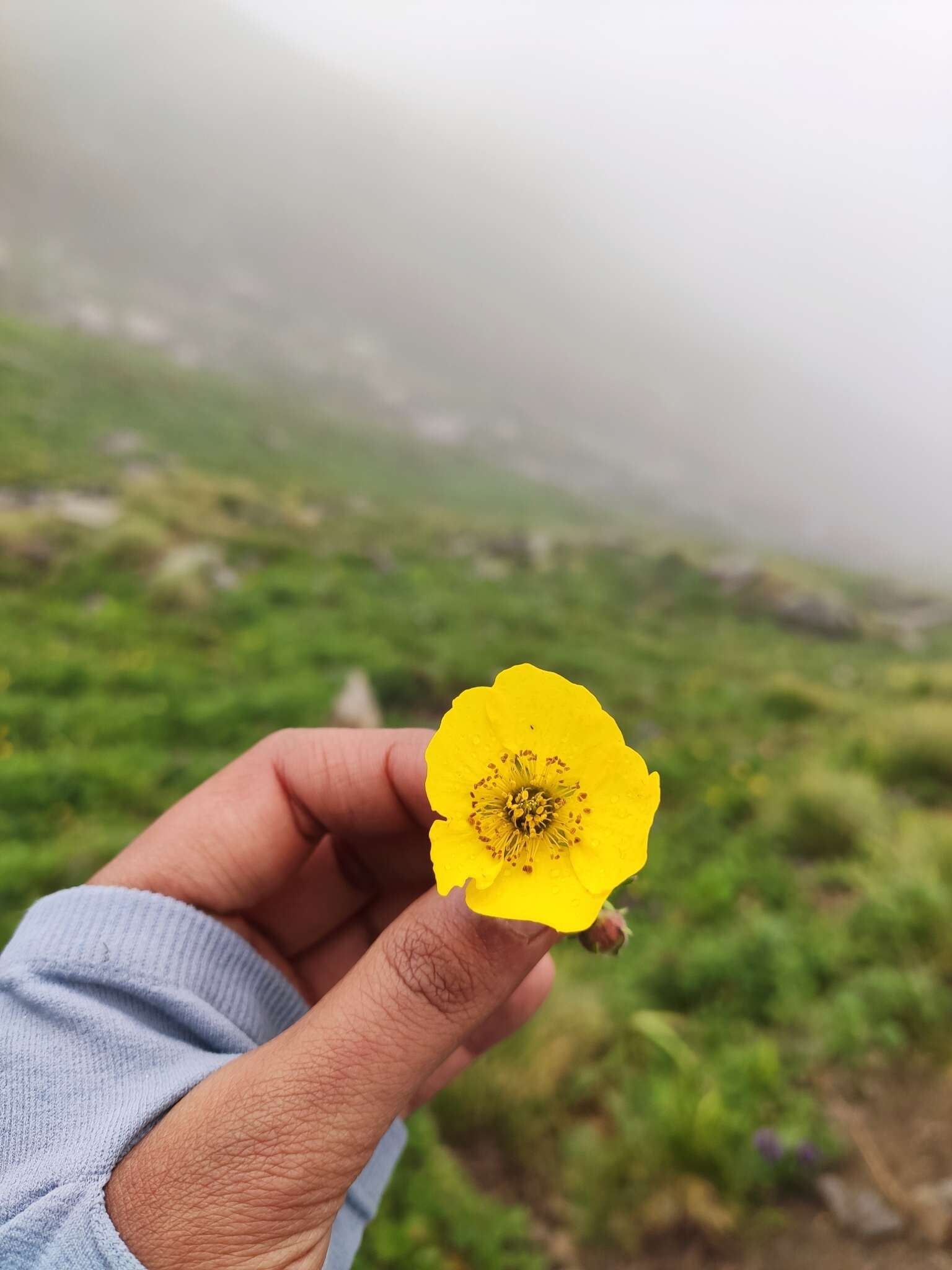 Plancia ëd Geum elatum Wall.