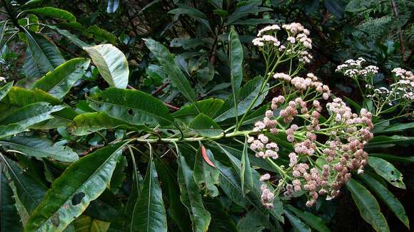 Image of Psiadia laurifolia (Lam.) Cordem.