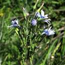 Image of Lactuca soongorica