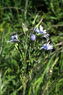 Image of Lactuca soongorica