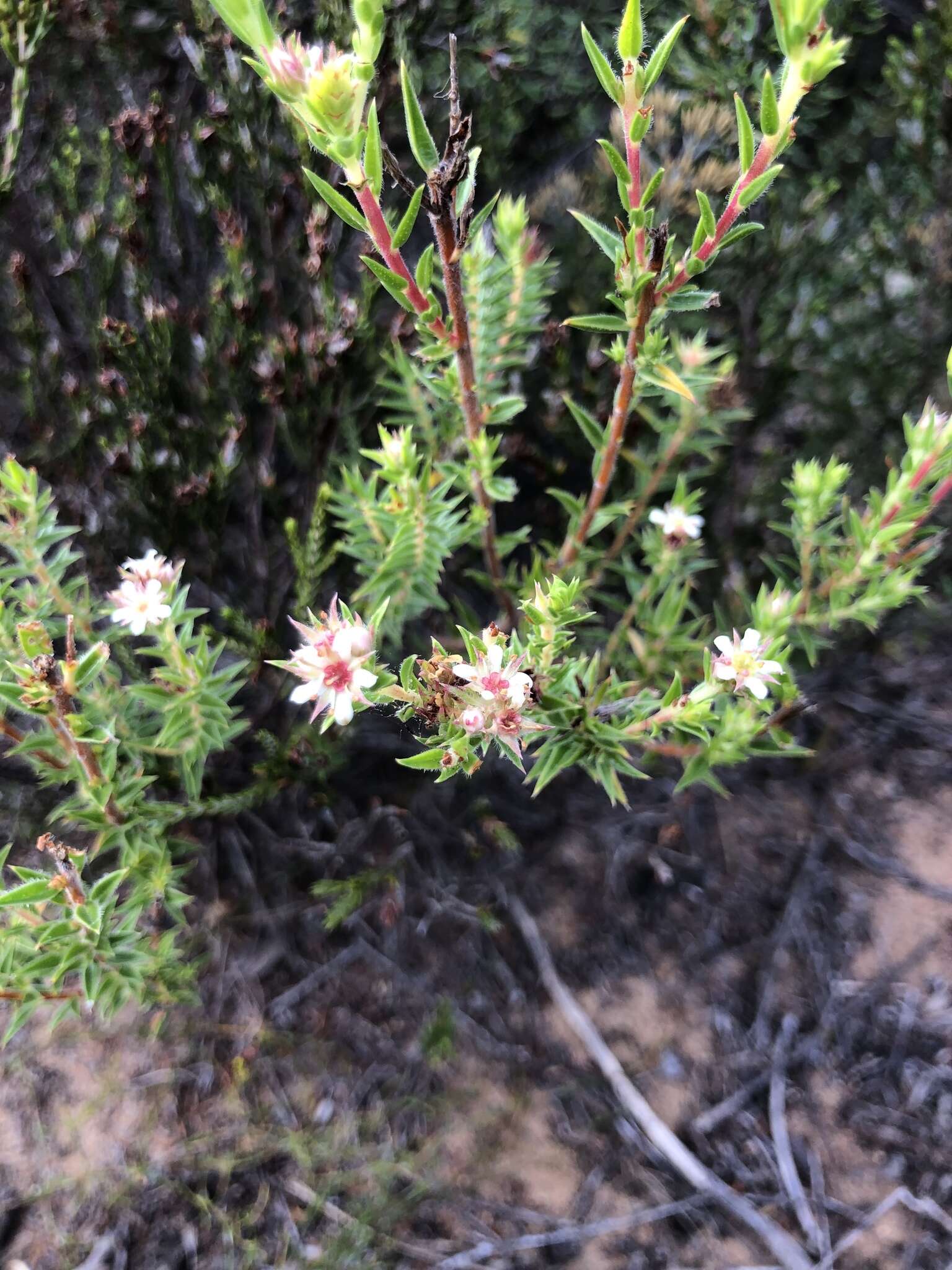 Image of Diosma arenicola I. Williams