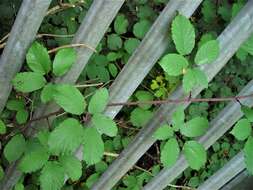 Sivun Rubus elegantispinosus (Schumacher) H. E. Weber kuva