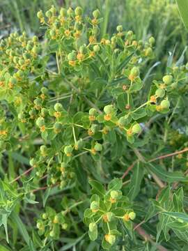 Слика од Euphorbia soongarica Boiss.