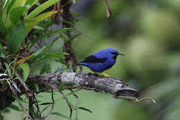 Image of Cyanerpes lucidus isthmicus Bangs 1907