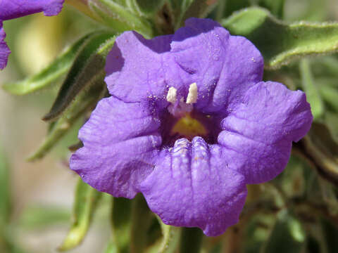 صورة Ruellia californica (Rose) I. M. Johnston