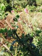 Image of Syncolostemon densiflorus Benth.